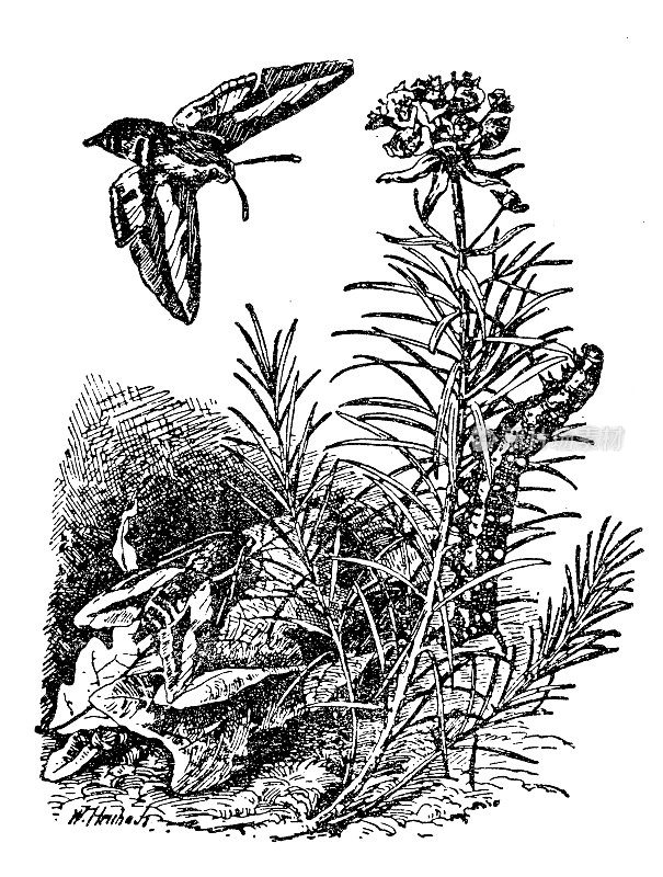 黑脉金斑蝶或称黑脉金斑蝶(Danaus plexippus)